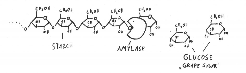 Actually it "hydrolyses" it. Every time a glucose molecule is cut off, one molecule of water is used.