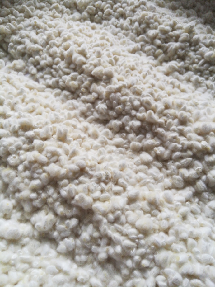 This Koji has not been stirred again after the first stirring at 24h.