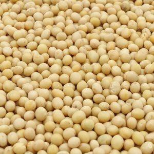 Organic Soybeans for Natto