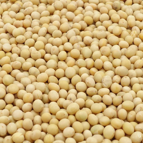 Organic Soybeans for Natto - 1 kg